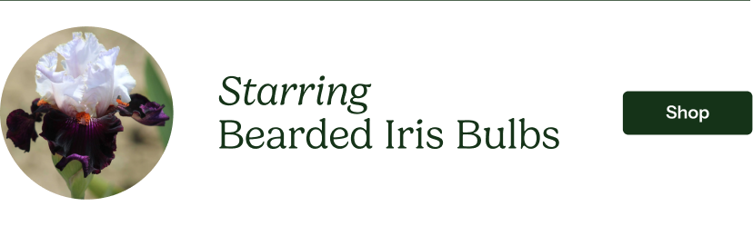 Bearded Iris Bulbs - Starring