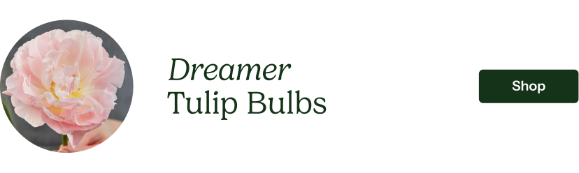 Tulip Bulbs - Dreamer