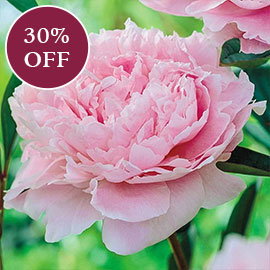 Sarah Bernhardt Peony
