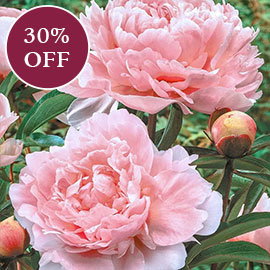 Pillow Talk Peony
