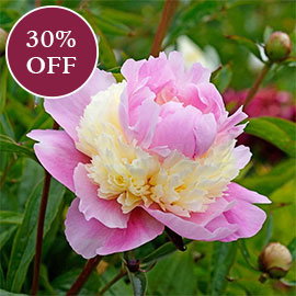 Peonies 

