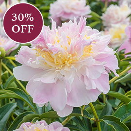 La Donna Peony
