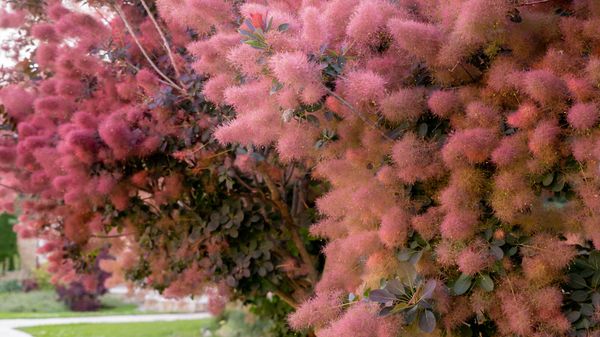 Comment créer une haie aux couleurs de l’automne?
