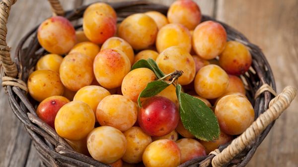 Le clafoutis aux mirabelles de François-Régis Gaudry