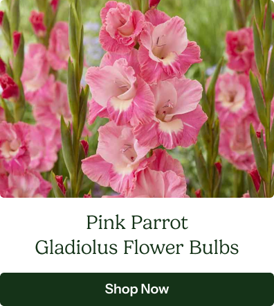 Pink Parrot Gladiolus Flower Bulbs