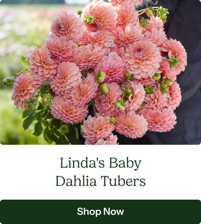 Linda's Baby Dahlia Tubers 
