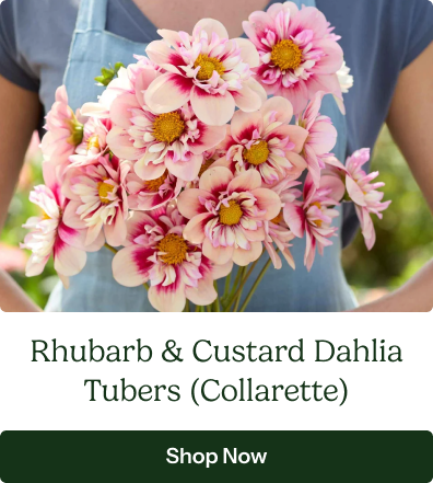Rhubarb & Custard Dahlia Tubers (Collarette)