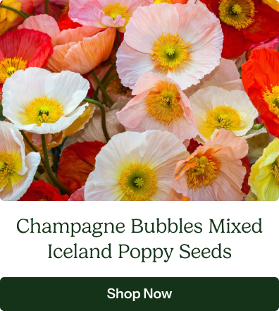 Champagne Bubbles Mixed Iceland Poppy Seeds