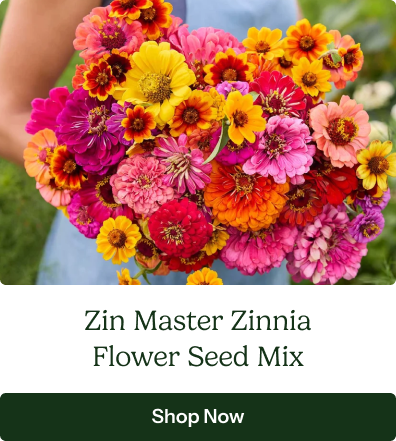 Zin Master Zinnia Flower Seed Mix