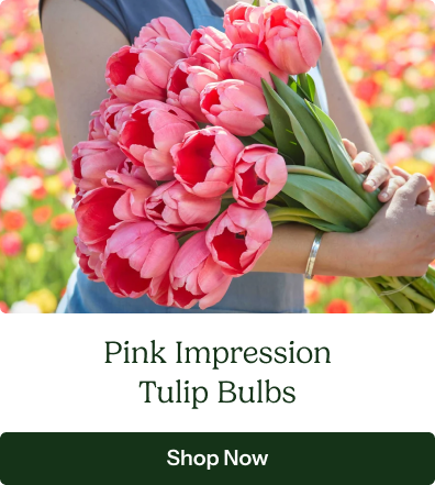 Pink Impression Tulip Bulbs