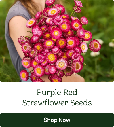 Purple Red Strawflower Seeds