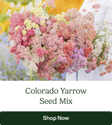 Colorado Yarrow Seed Mix
