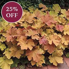 Caramel Heuchera