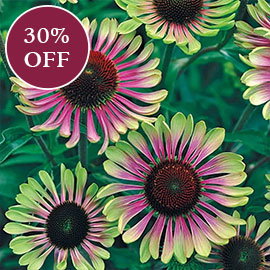Green Twister Coneflower