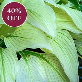 White Feather Hosta

