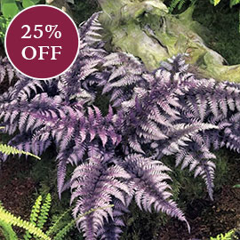 Japanese Painted Fern
    
