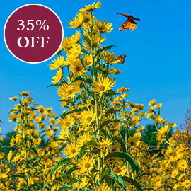 Maximilian Perennial Sunflower
