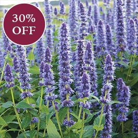 Blue Fortune Hummingbird Mint
