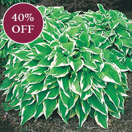 Hosta Albo Marginata
