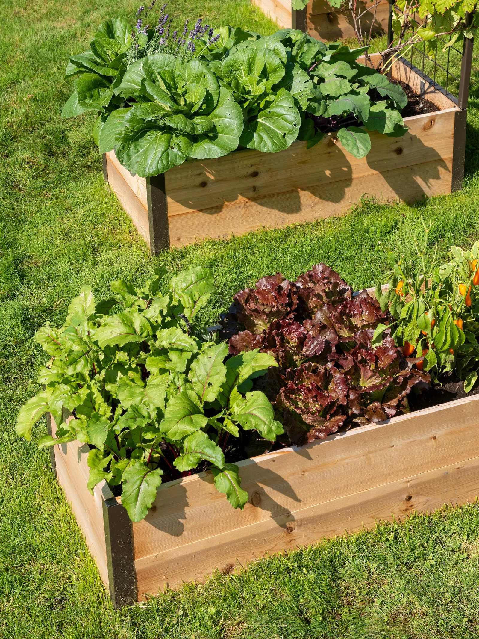 Image of Deep Root™ Cedar Raised Beds, 2' Wide
