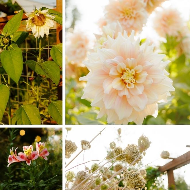 Close ups to flowers in the garden: Sunflowers, Dahlias, and more.