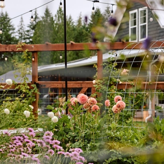 Garden full of dahlias at the Farmquarters