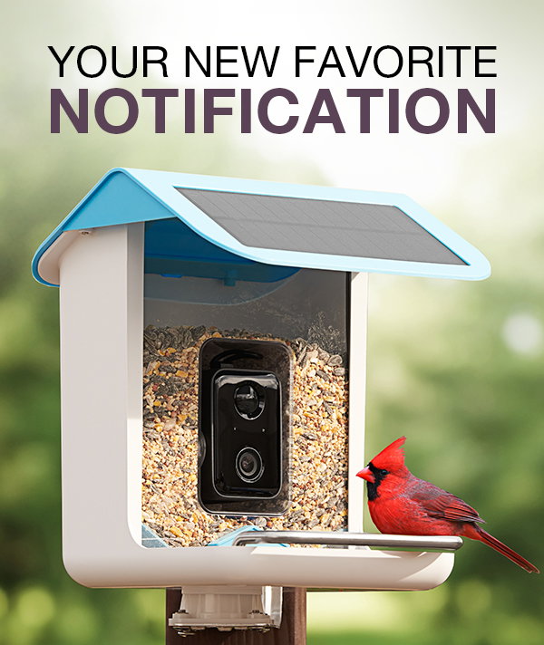 Your new favorite notification: our Video Camera Bird Feeder