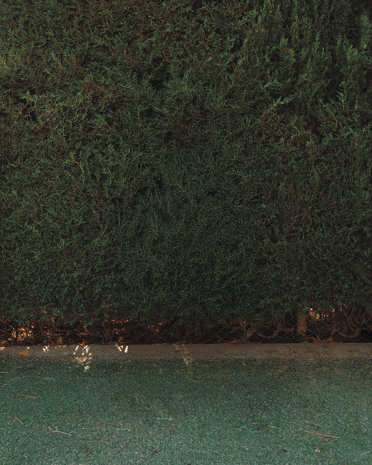 bs_tiny