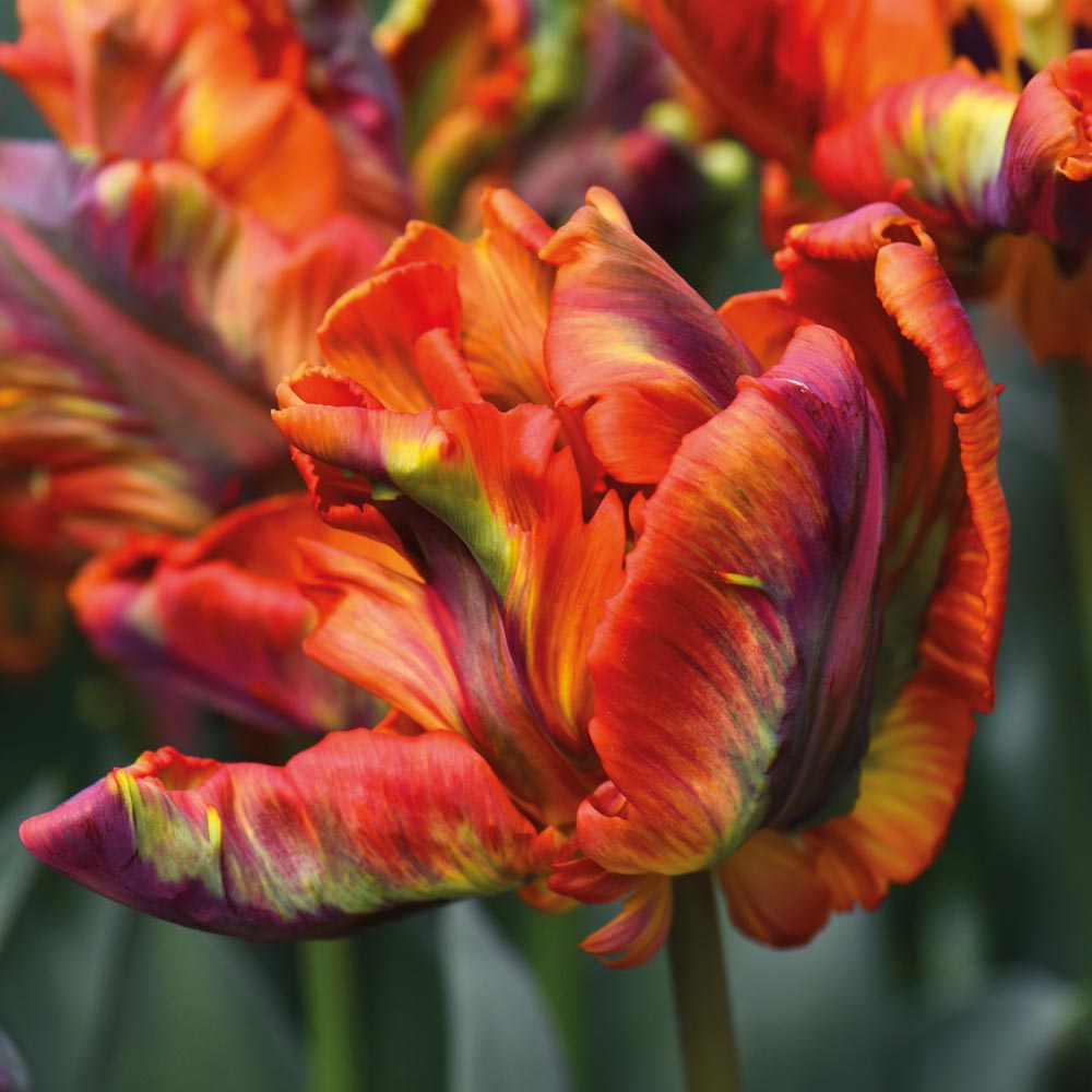 Tulip 'Rasta Parrot'