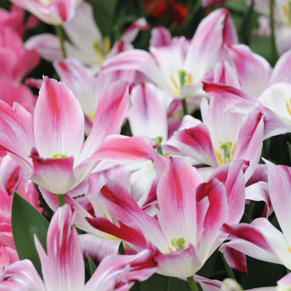 Tulip 'Whispering Dream'