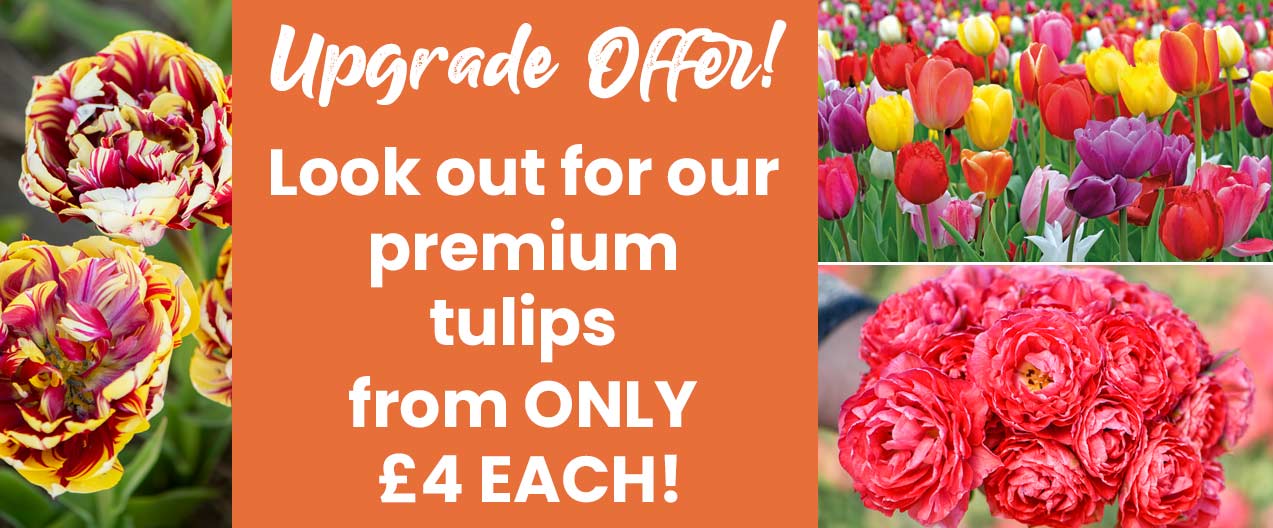 Premium Tulip Mix & Match
