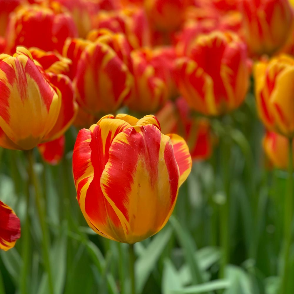 Tulip 'Banja Luka'