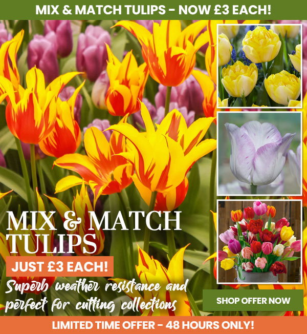 Tulip Mix & Match