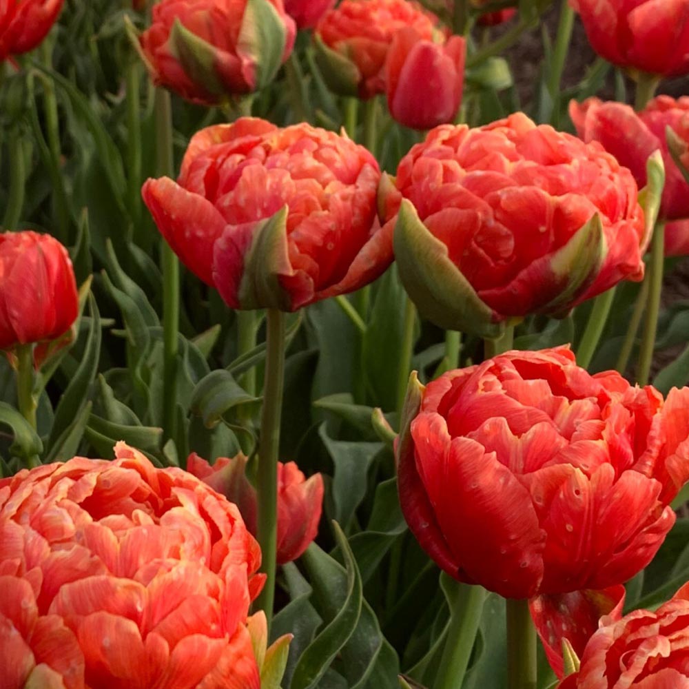 Tulip 'Orange Flavour'