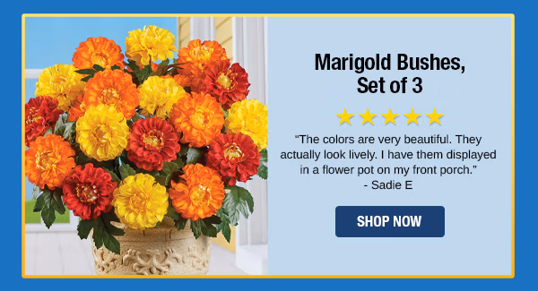 Marigold Bushes, Set of 3