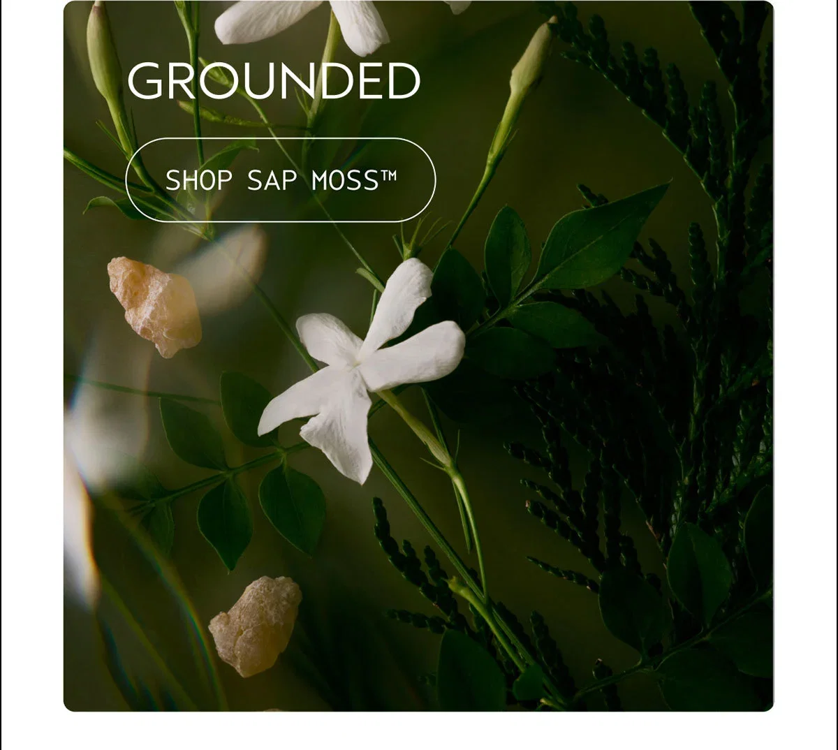 GROUNDED | SHOP SAP MOSS™