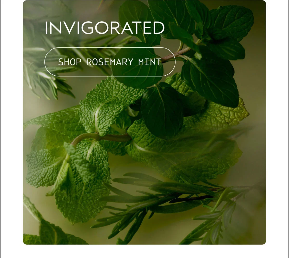 INVIGORATED | SHOP ROSEMARY MINT