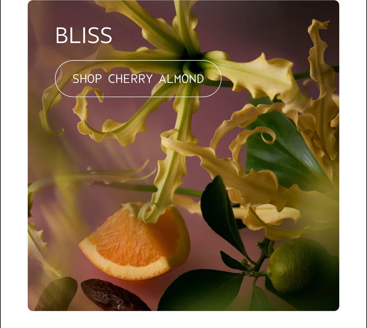 BLISS | SHOP CHERRY ALMOND
