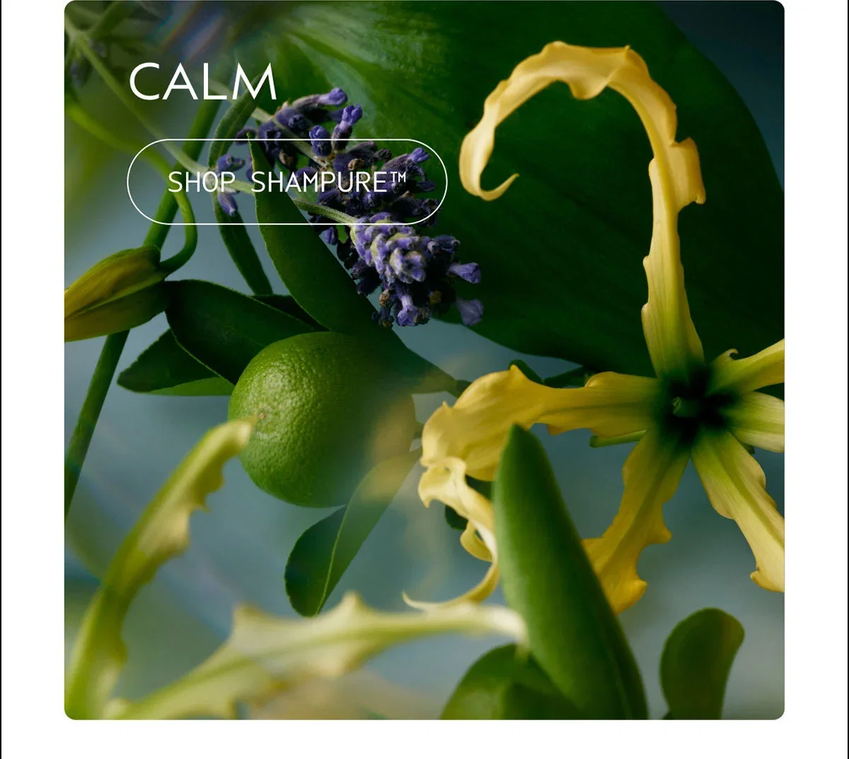 CALM | SHOP SHAMPURE™