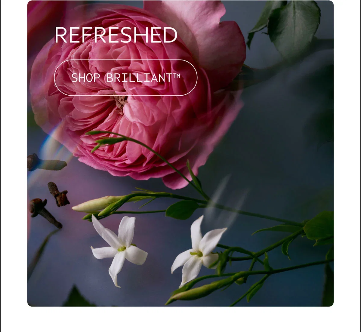 REFRESHED | SHOP BRILLIANT™