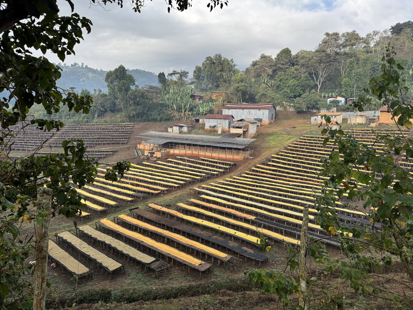 Coffee at origin in Ethiopia at Suke Quto farm