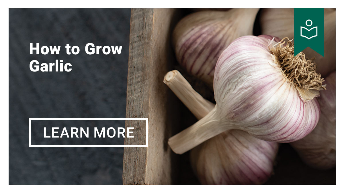 How to Grow Garlic