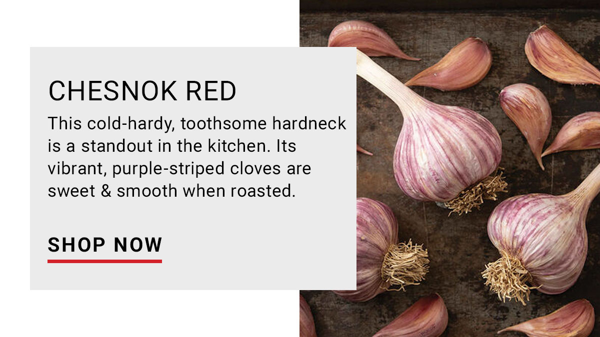 Chesnok Red: Sweet when roasted. Beautiful in the Field.