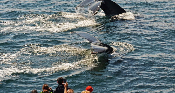 Experience Whale Watch Experience of a lifetime in Boston
