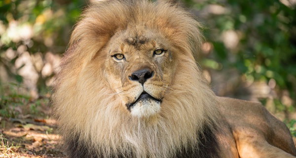 Bronx Zoo Admission: A Day of Wildlife Exploration