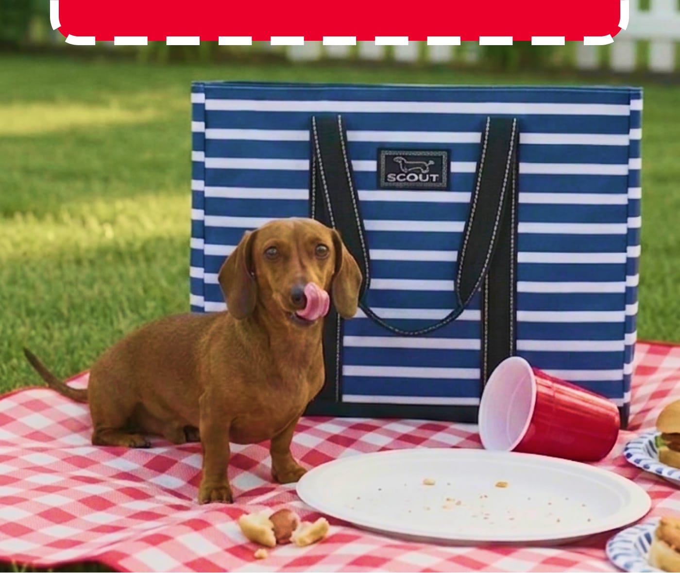 Dachshund sitting on a red and white checkered picnic blanket next to a blue and white striped SCOUT tote bag.