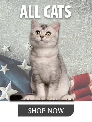 SHOP CAT