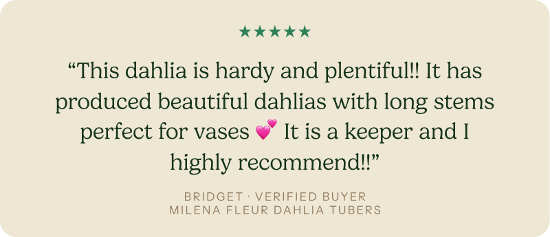 “This dahlia is hardy and plentiful!! It has produced beautiful dahlias with long stems perfect for vases 💕 It is a keeper and I highly recommend!!”