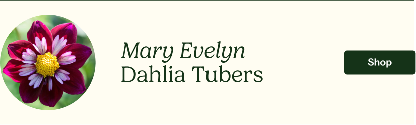 Mary Evelyn Dahlia Tubers