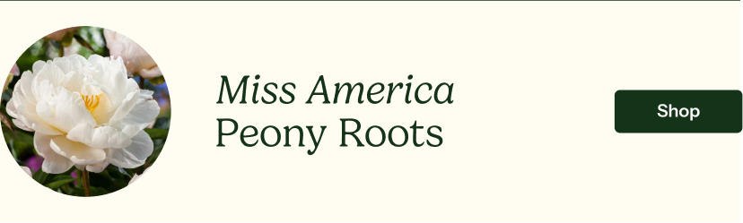 Miss America Peony Roots